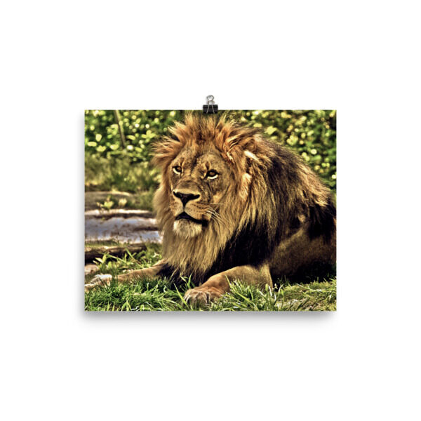 King Of The Jungle. Enhanced Matte Paper Poster