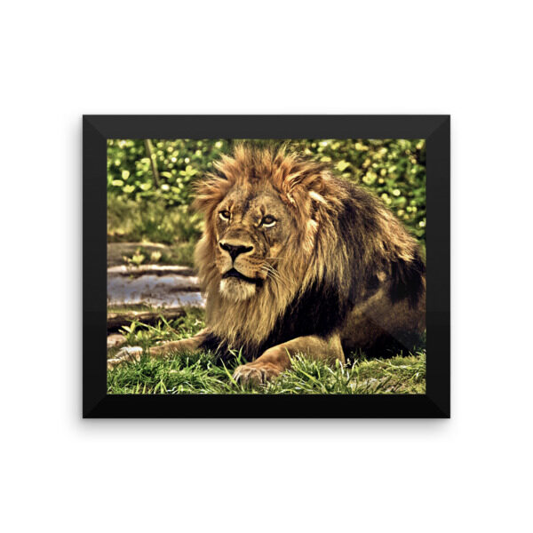 King Of The Jungle. Premium Luster Photo Paper Poster