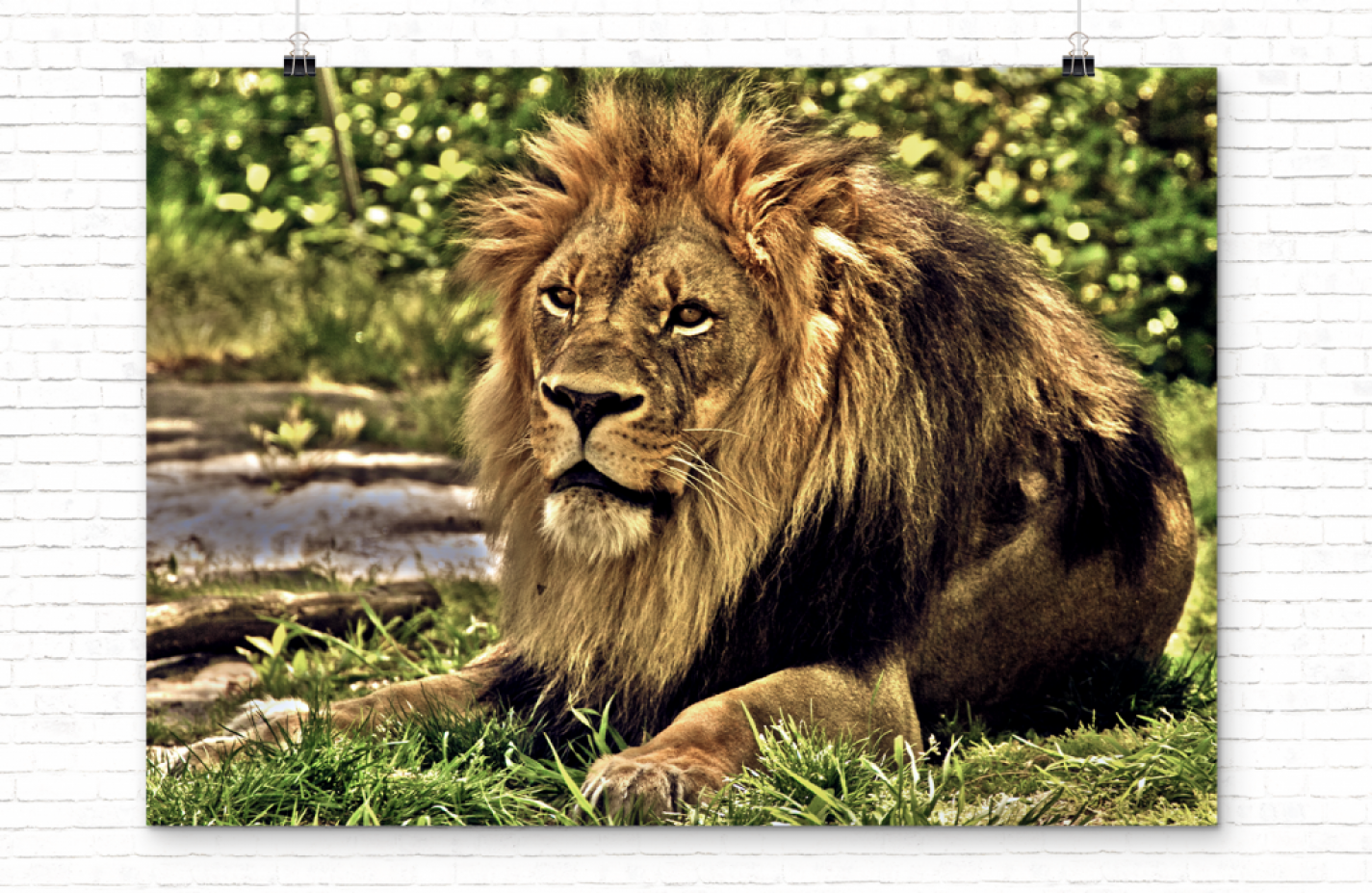 oliver-rios-lion-slider-banner-1 oliver-rios-lion-slider-banner-1